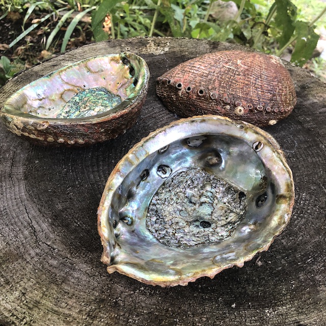 Abalone-Shell-Tribal-Spirit